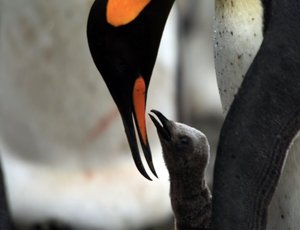 A Pingvinkirály