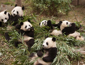Pandák érkeznek a mozikba, IMAX 3D-ben! 